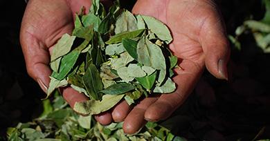 Feuilles de coca