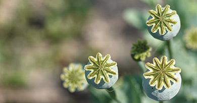 Fleurs de pavot - opium