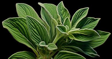 Plante Salvia Divinorum, sauge des devins